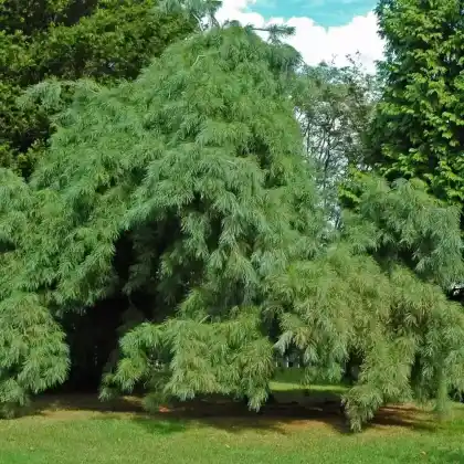 Foto von Weymouth-Kiefer 'Pendula' (Pinus strobus 'Pendula')