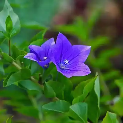 Foto von Ballonblume 'Astra Blau' (Platycodon grandiflorus 'Astra Blau')