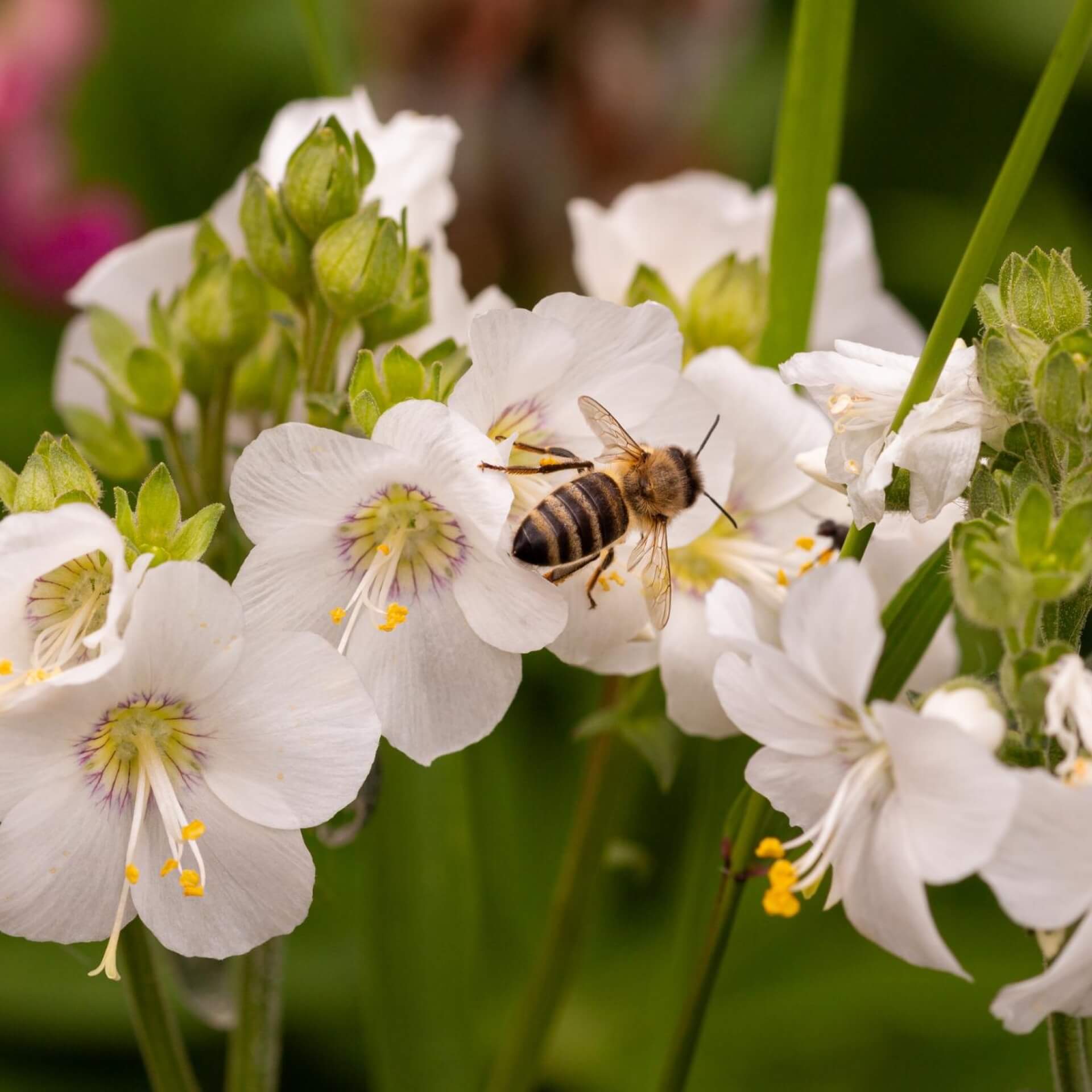 Blaue Himmelsleiter 'Album' (Polemonium caeruleum 'Album')