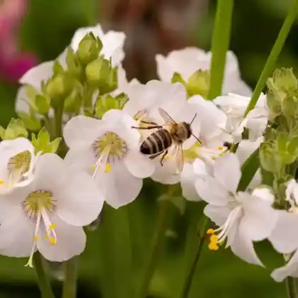 Foto von Blaue Himmelsleiter 'Album' (Polemonium caeruleum 'Album')
