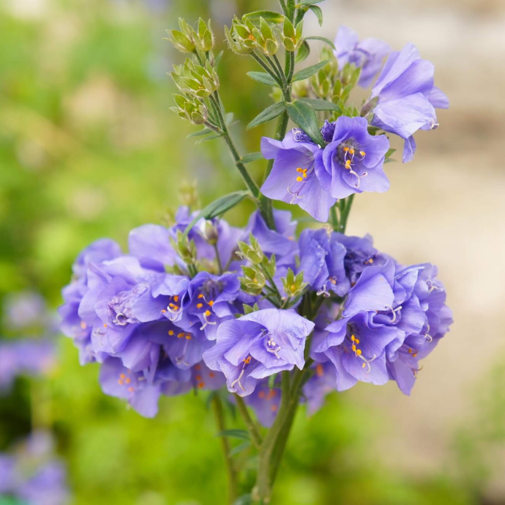 Blaue Himmelsleiter 'Bambino Blue' (Polemonium caeruleum 'Bambino Blue')