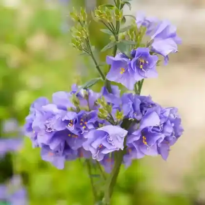 Foto von Blaue Himmelsleiter 'Bambino Blue' (Polemonium caeruleum 'Bambino Blue')
