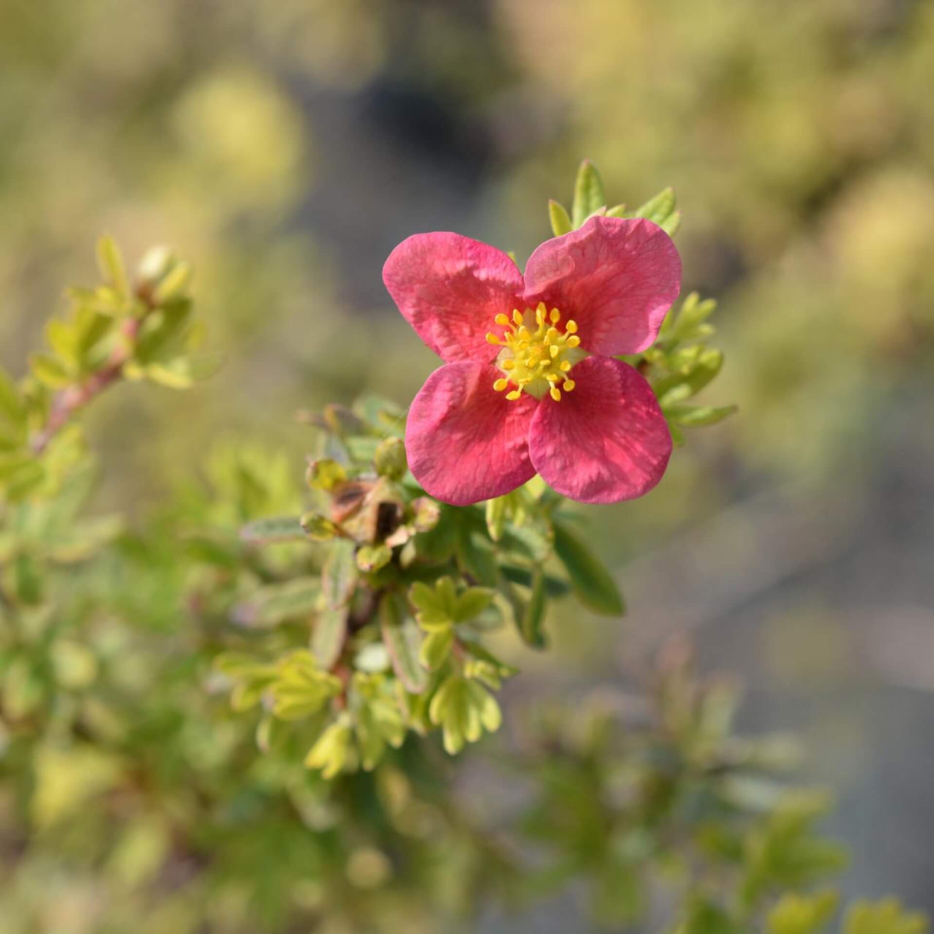 Fingerstrauch 'Danny Boy' (Potentilla fruticosa 'Danny Boy')