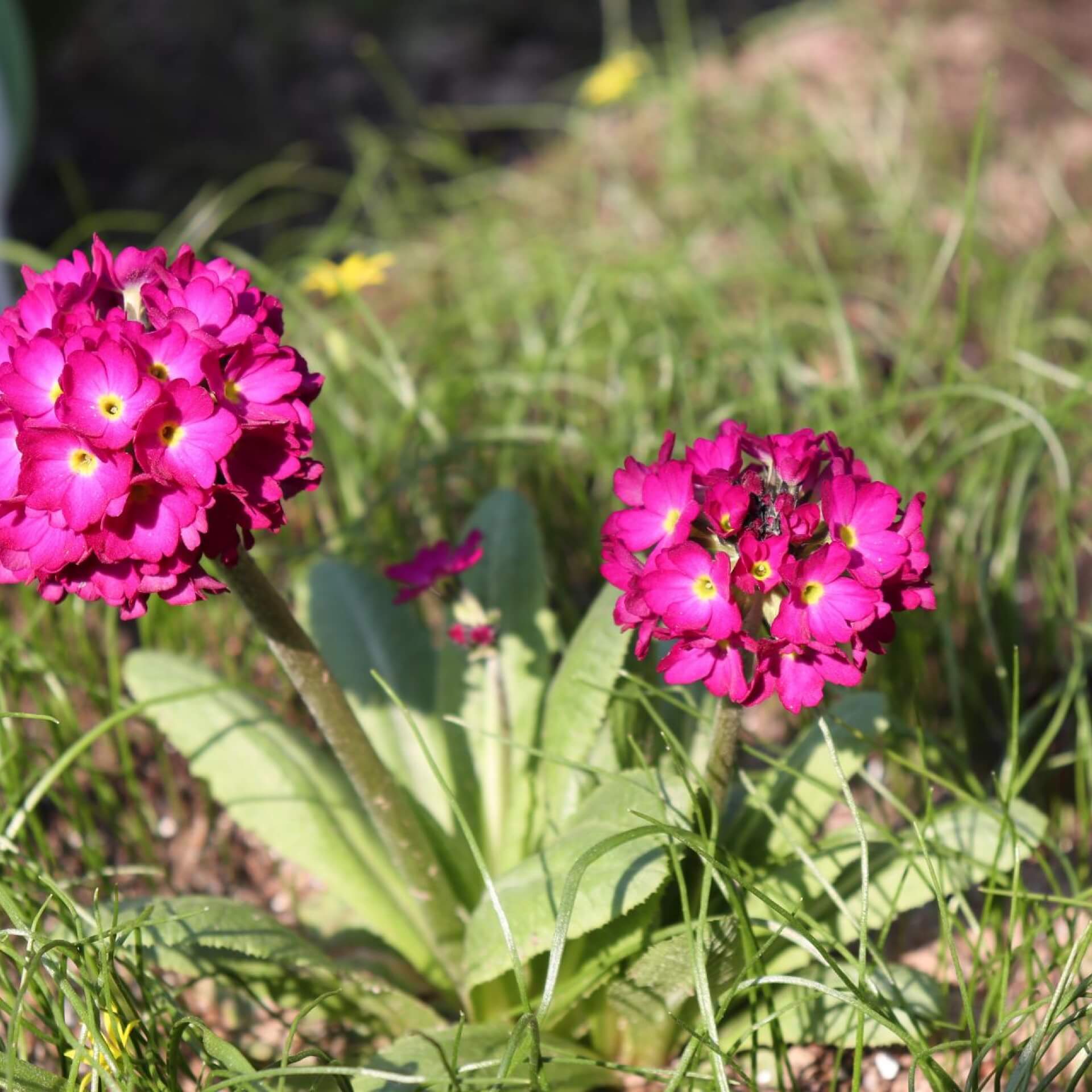 Kugel-Primel 'Rubin' (Primula denticulata 'Rubin')