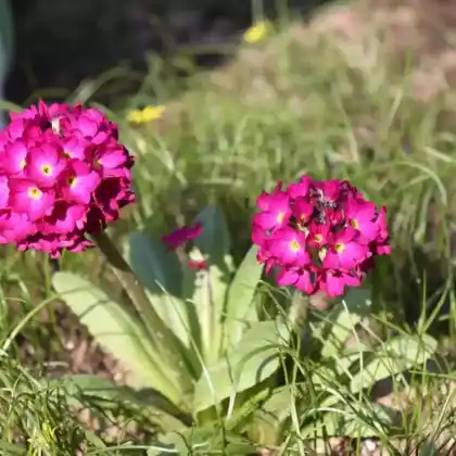 Foto von Kugel-Primel 'Rubin' (Primula denticulata 'Rubin')