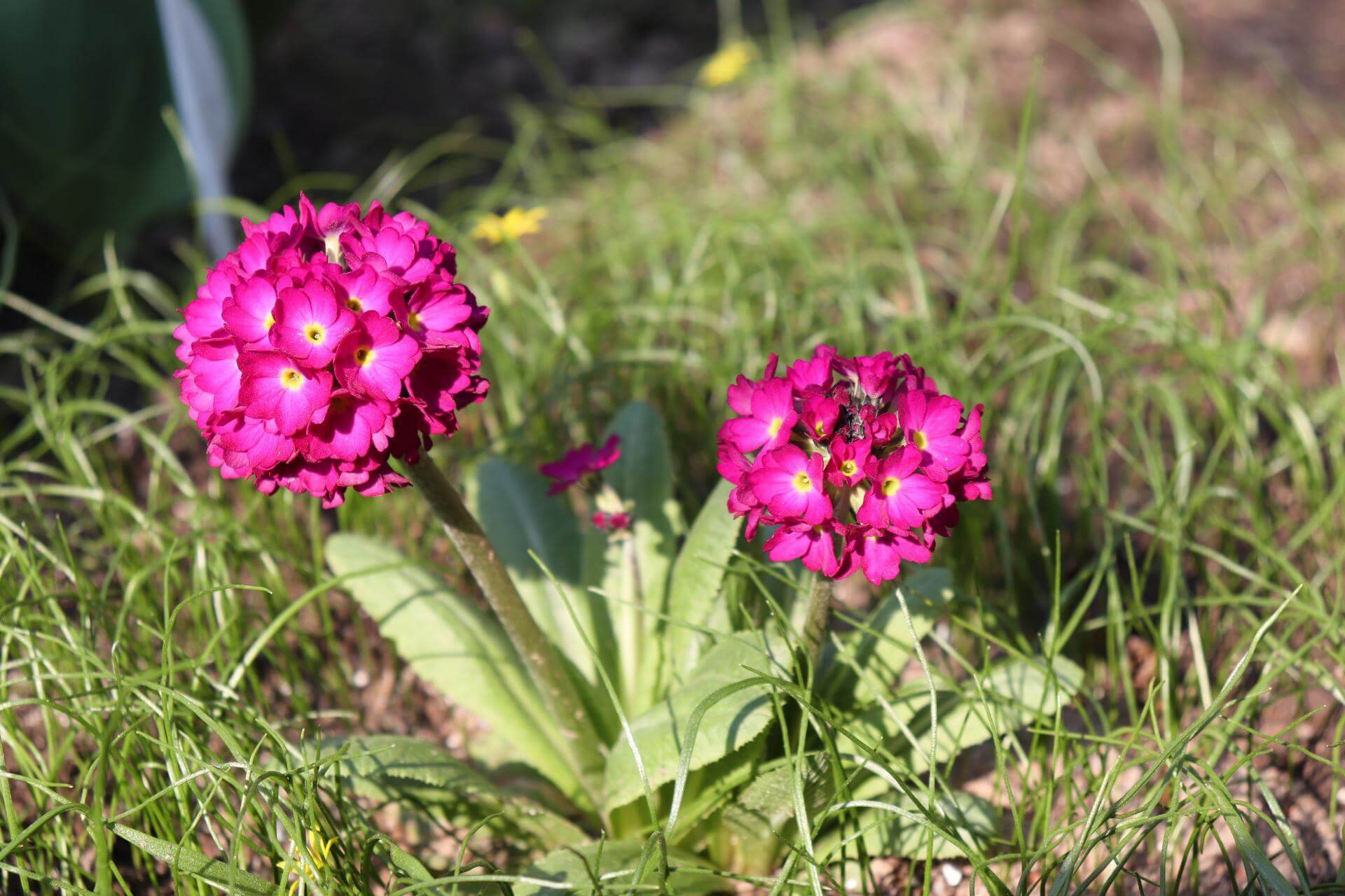 KugelPrimel 'Rubin' / Primula denticulata 'Rubin'