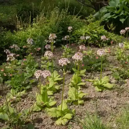 Foto von Japan-Primel 'Appleblossom' (Primula japonica 'Appleblossom')