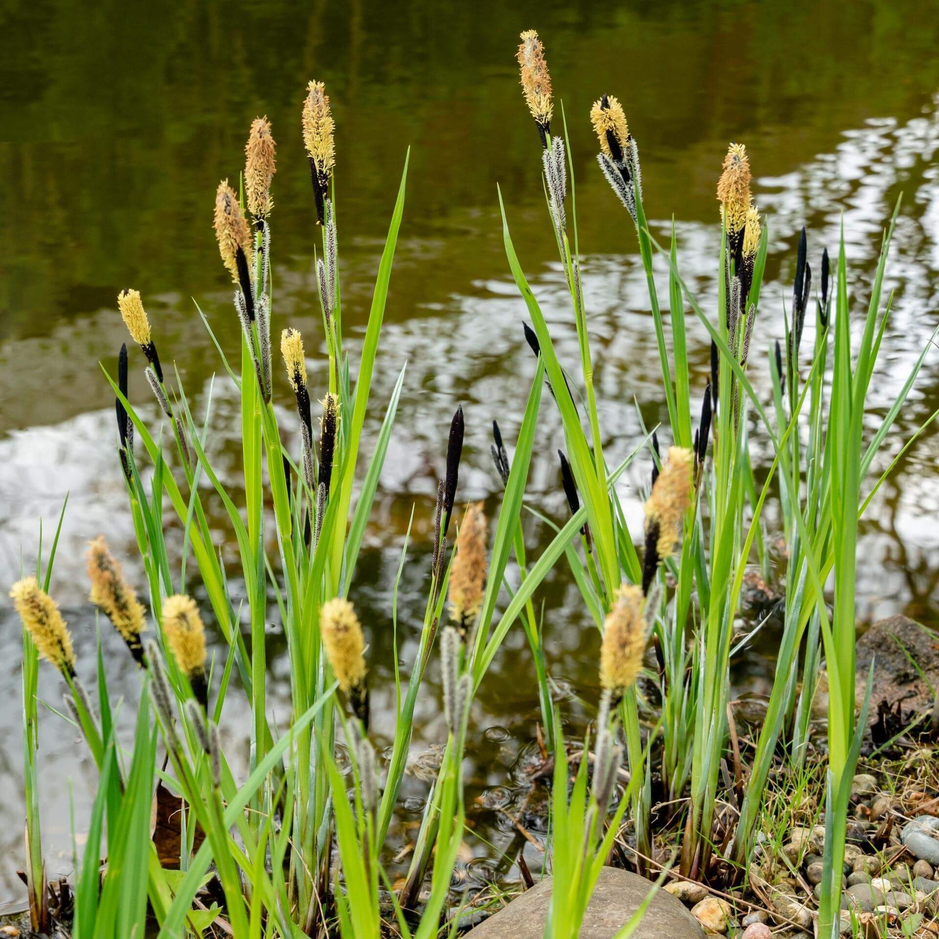 Wiesen-Segge (Carex nigra)