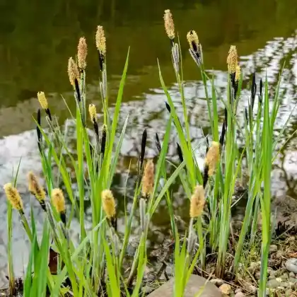 Foto von Wiesen-Segge (Carex nigra)