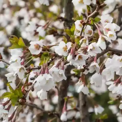 Foto von Fuji-Kirsche 'Kojou-no-mai' (Prunus incisa 'Kojou-no-mai')