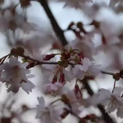 Foto von Fuji-Kirsche 'Lotte' (Prunus incisa 'Lotte')