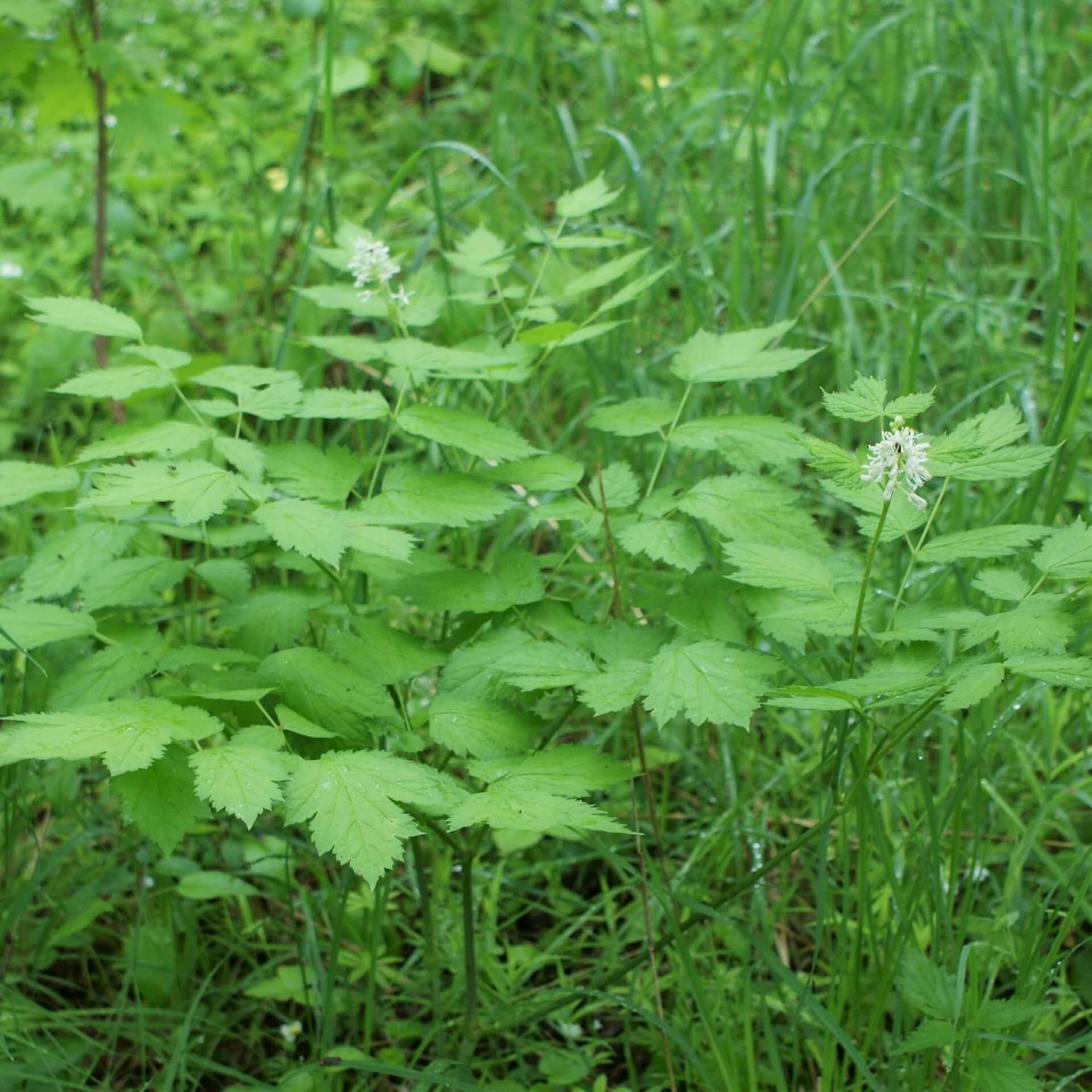 Christophskraut (Actaea spicata)