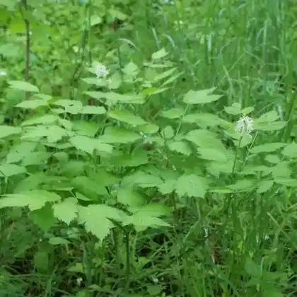 Foto von Christophskraut (Actaea spicata)