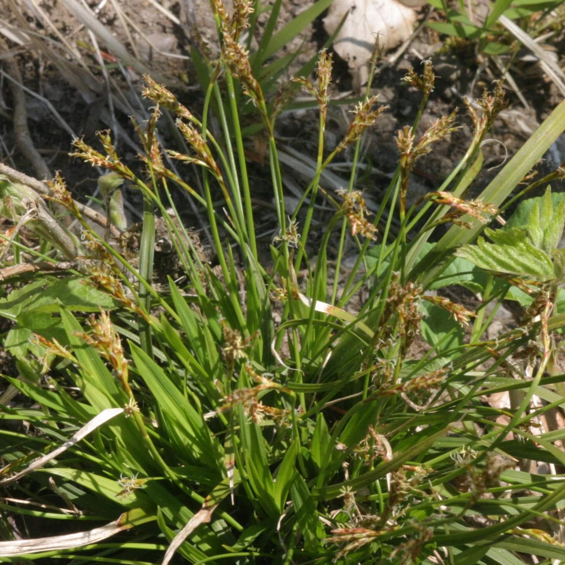 Vogelfuß-Segge (Carex ornithopoda)