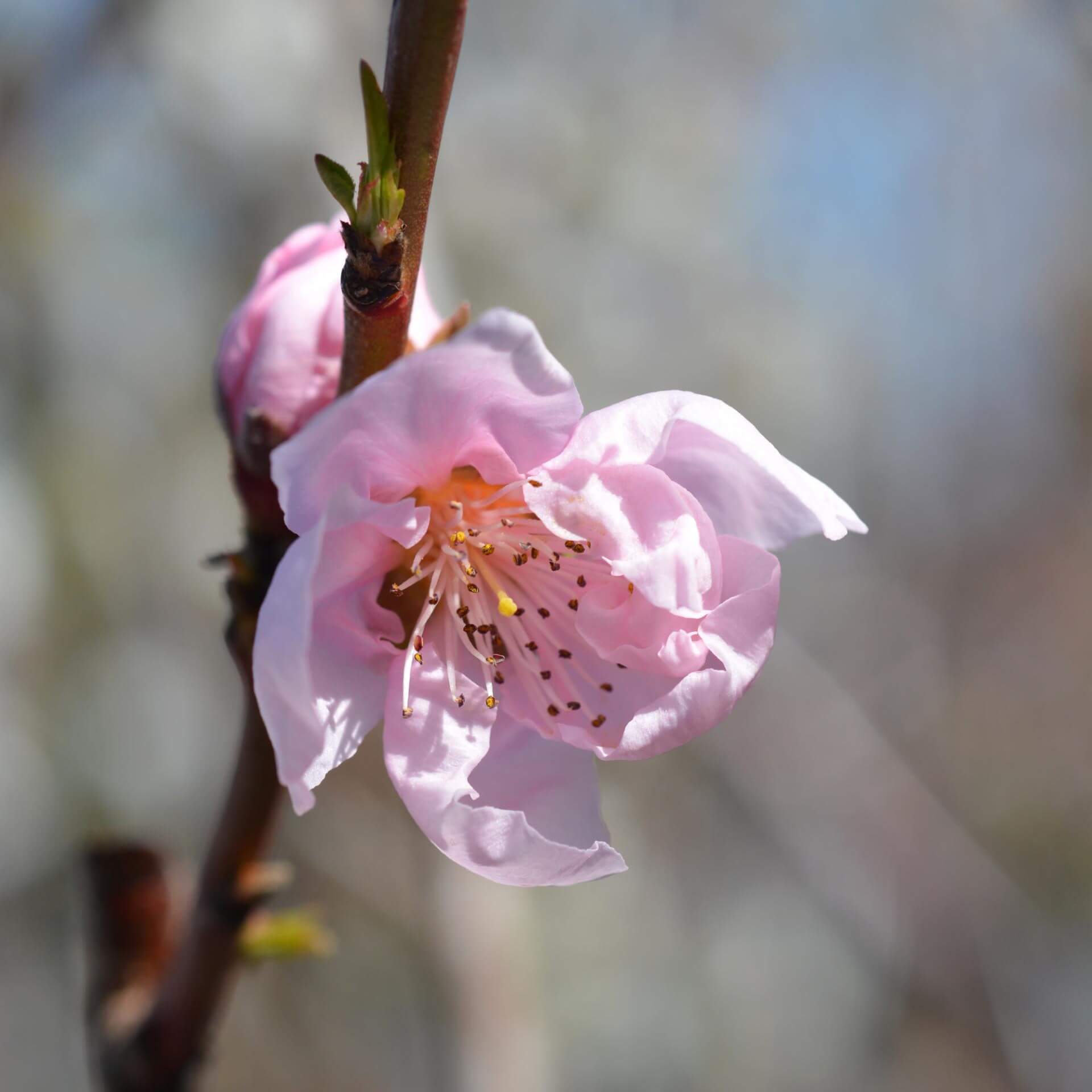 Nektarine 'Independence' (Prunus persica var. nucipersica 'Independence')