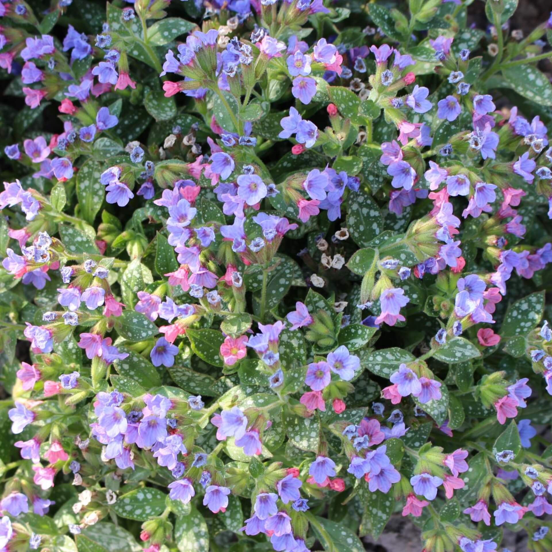 Italienisches Lungenkraut 'Mrs. Moon' (Pulmonaria saccharata 'Mrs. Moon')