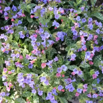 Foto von Italienisches Lungenkraut 'Mrs. Moon' (Pulmonaria saccharata 'Mrs. Moon')