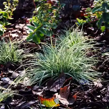 Foto von Vogelfuß-Segge 'Variegata' (Carex ornithopoda 'Variegata')