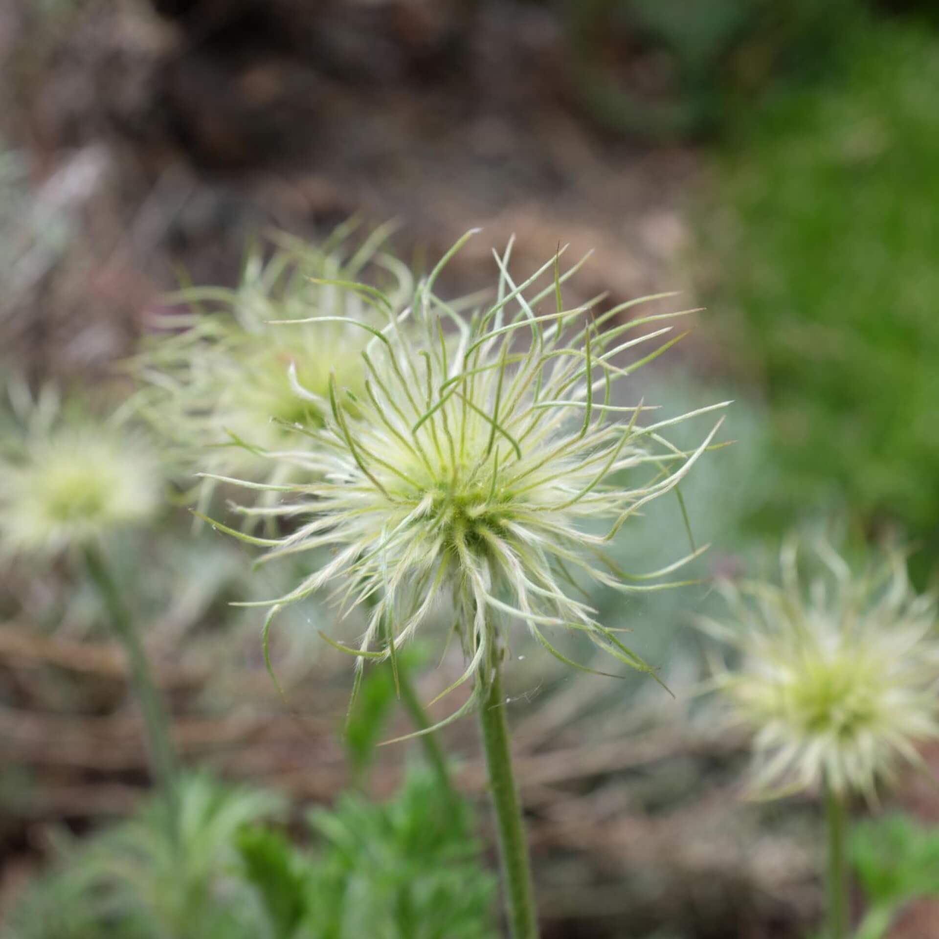 Gewöhnliche Kuhschelle 'Pinwheel Weiß' (Pulsatilla vulgaris 'Pinwheel Weiß')