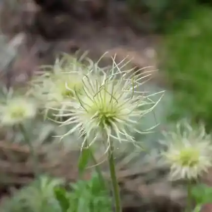 Foto von Gewöhnliche Kuhschelle 'Pinwheel Weiß' (Pulsatilla vulgaris 'Pinwheel Weiß')