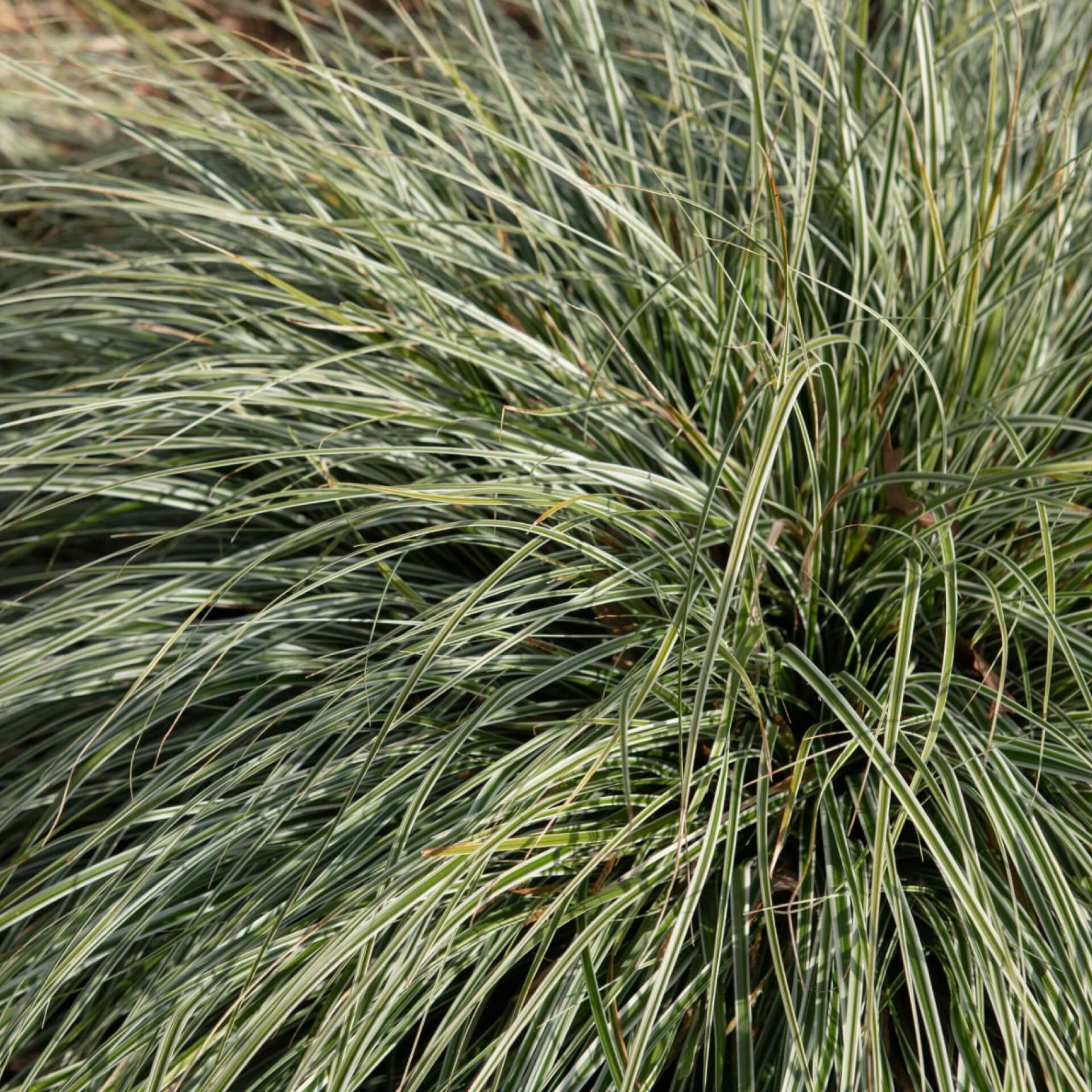 Japan-Gold-Segge 'Everest' (Carex oshimensis 'Everest')