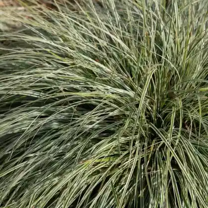 Foto von Japan-Gold-Segge 'Everest' (Carex oshimensis 'Everest')