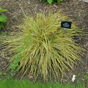 Japan-Gold-Segge 'Evergold' (Carex oshimensis 'Evergold')