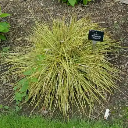 Foto von Japan-Gold-Segge 'Evergold' (Carex oshimensis 'Evergold')