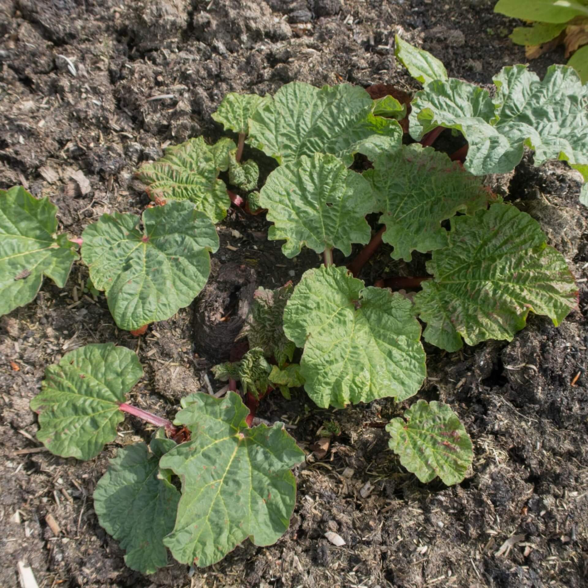 Gewöhnlicher Rhabarber 'The Sutton' (Rheum rhabarbarum 'The Sutton')