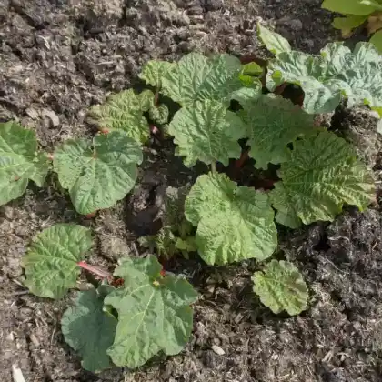 Foto von Gewöhnlicher Rhabarber 'The Sutton' (Rheum rhabarbarum 'The Sutton')