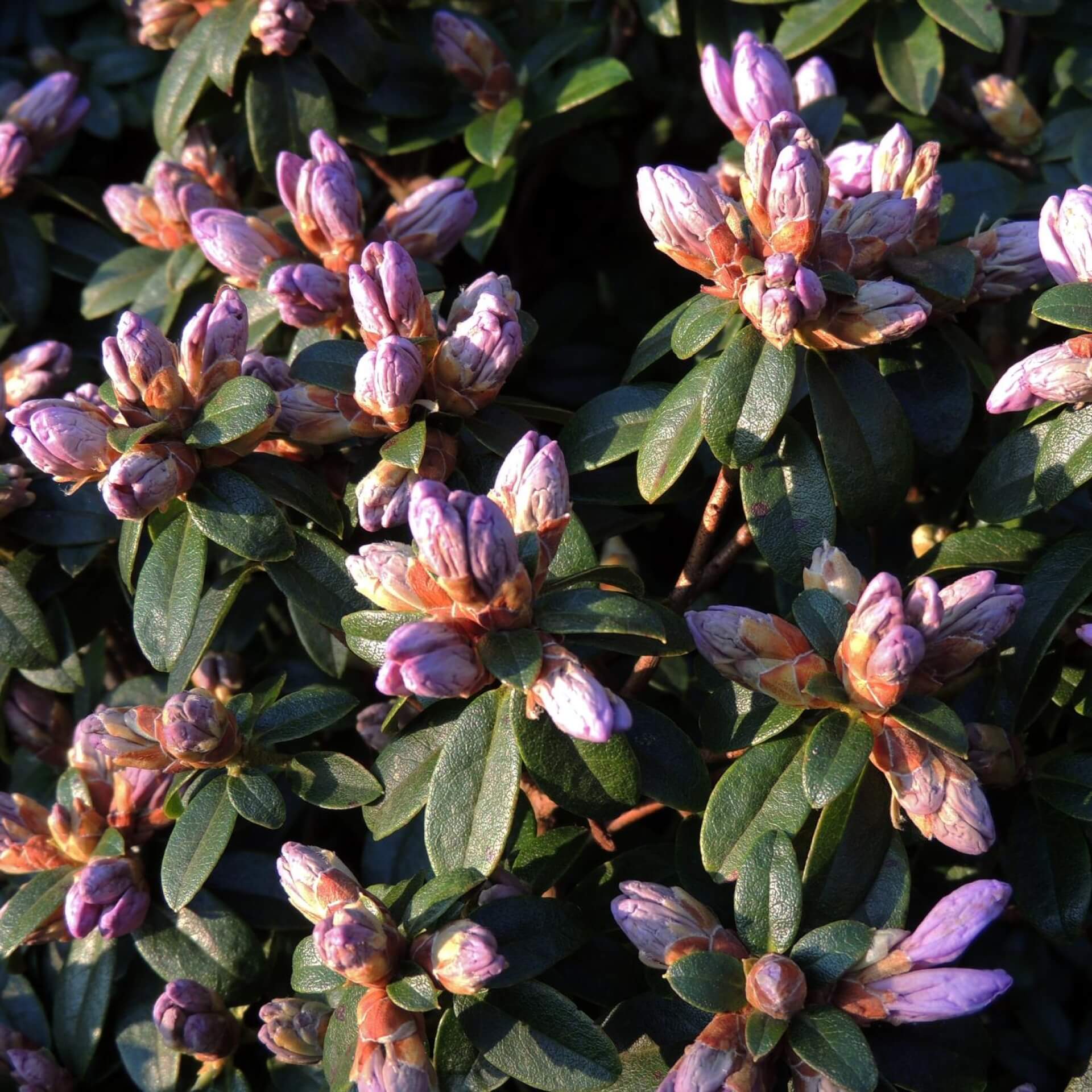 Rhododendron impeditum 'Blaumeise' (Rhododendron impeditum 'Blaumeise')