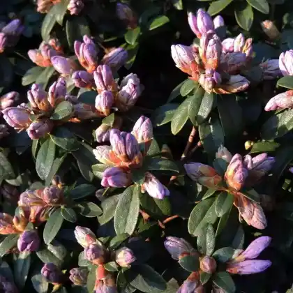 Foto von Rhododendron impeditum 'Blaumeise' (Rhododendron impeditum 'Blaumeise')