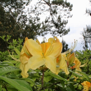 Laubabwerfende Azalee 'Coccinea Speciosa' / Rhododendron luteum
