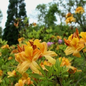 35+ Rhododendron Luteum Pflanzen, Rhododendron luteum ist ein