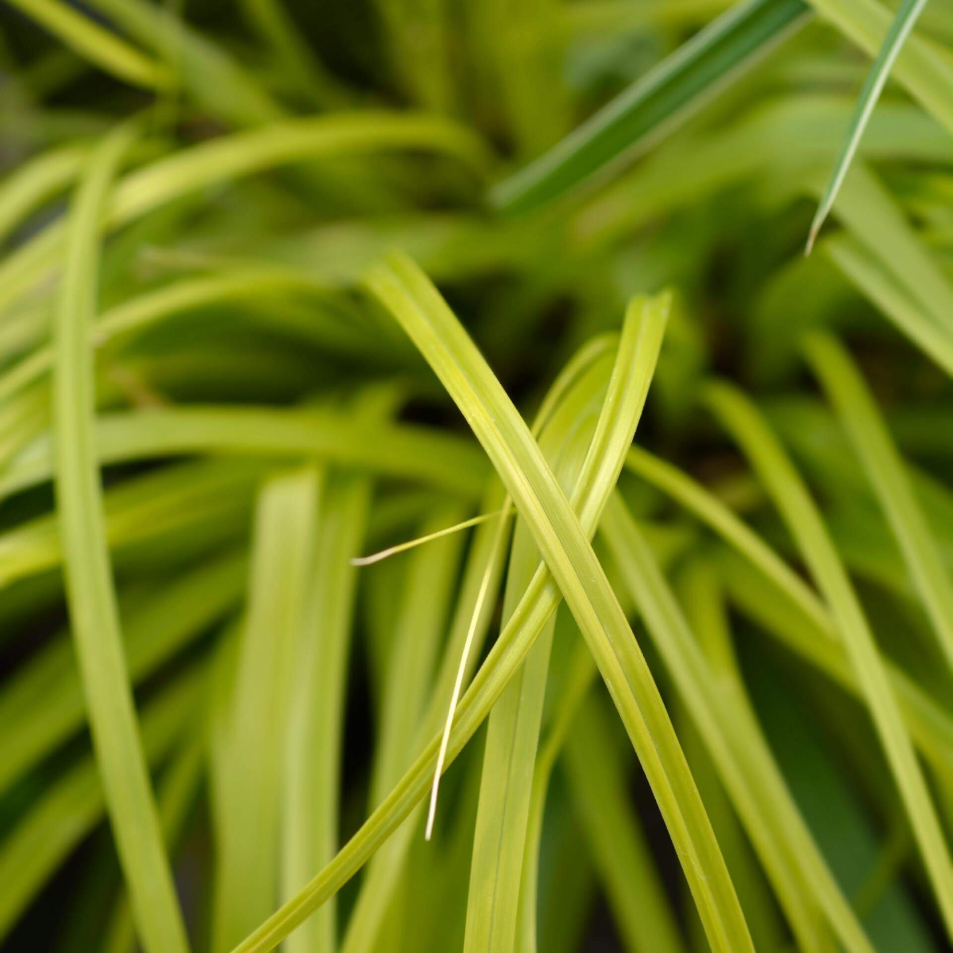 Japan-Gold-Segge 'Everillo' (Carex oshimensis 'Everillo')