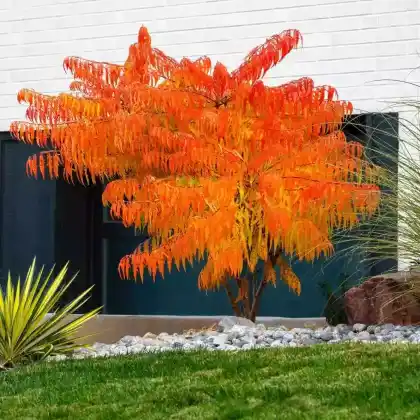 Foto von Essig-Baum 'Tiger Eyes' (Rhus typhina 'Tiger Eyes')