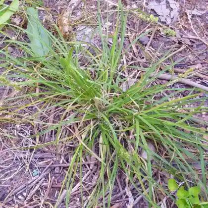 Foto von Hirse-Segge (Carex panicea)