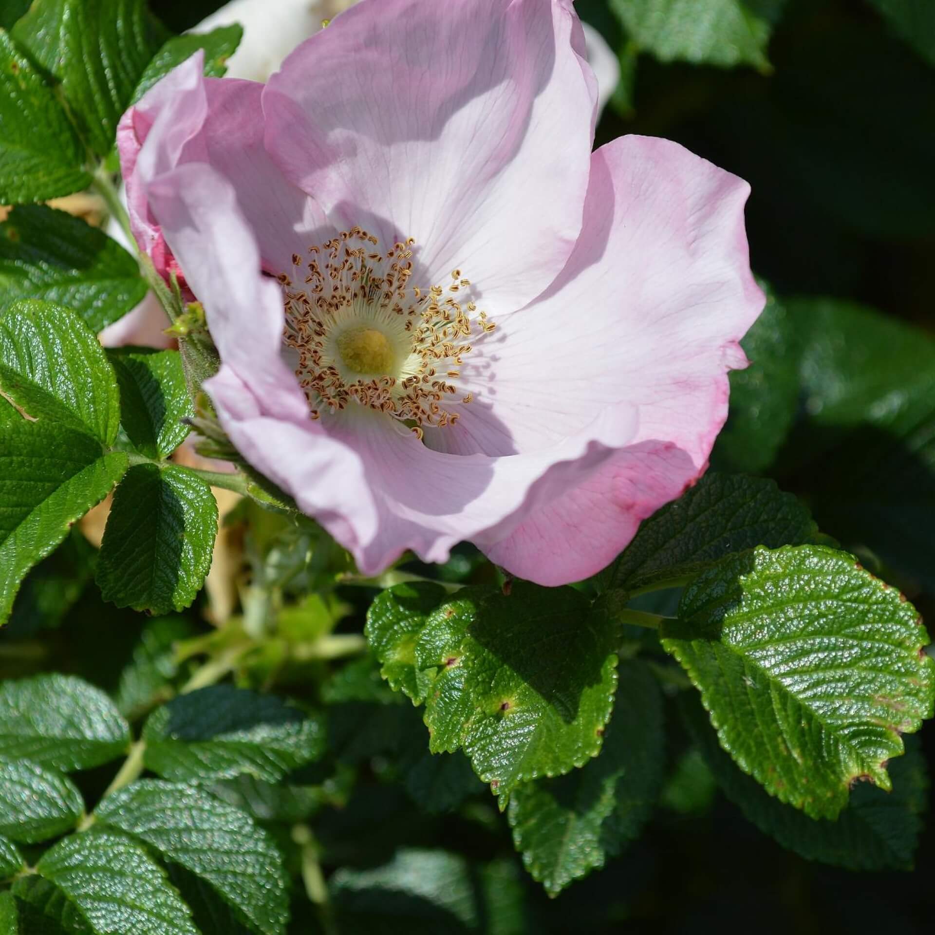 Kartoffelrose 'Dagmar Hastrup' (Rosa rugosa 'Dagmar Hastrup')