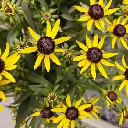 Foto von Gewöhnlicher Sonnenhut 'Early Bird Gold' (Rudbeckia fulgida 'Early Bird Gold')