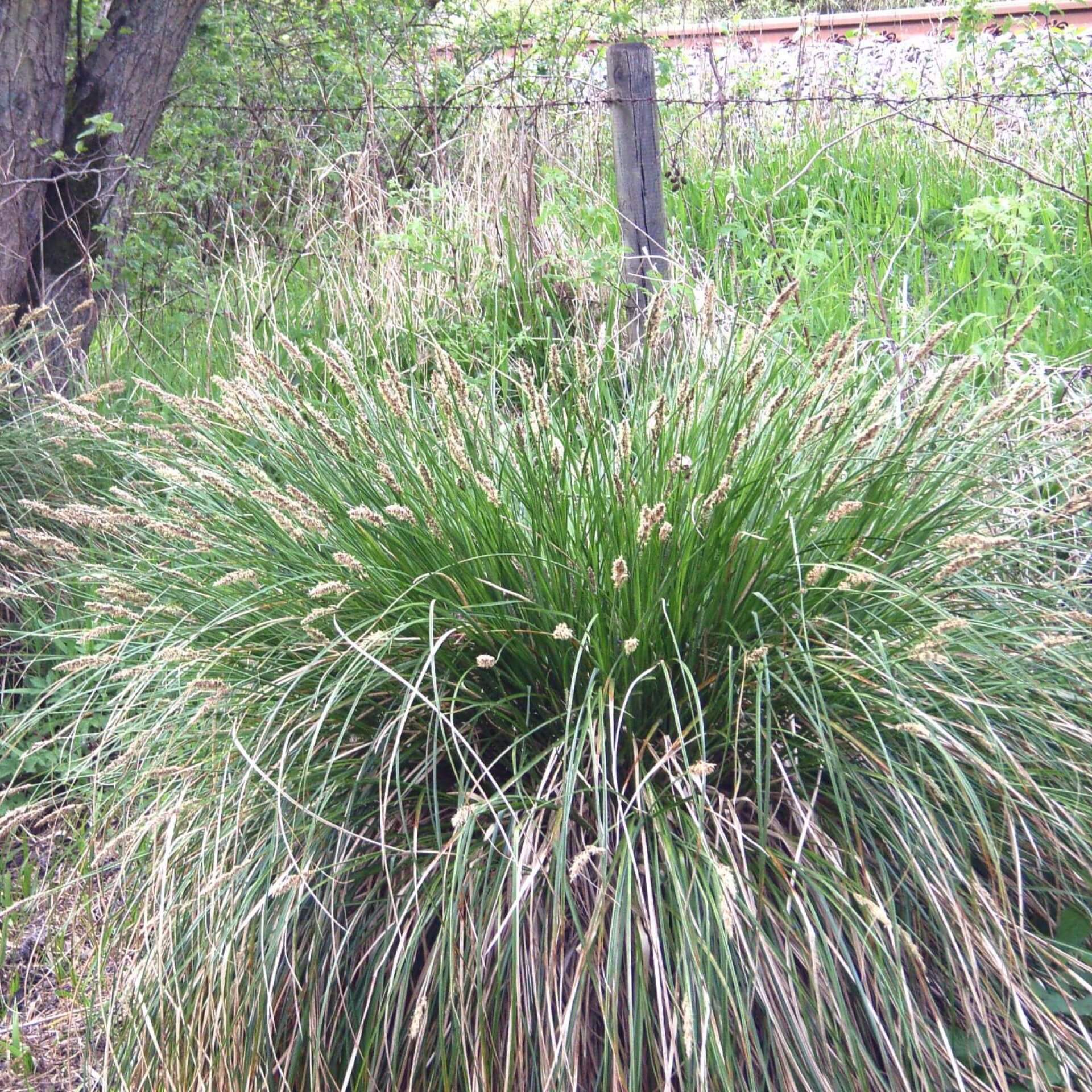 Rispen-Segge (Carex paniculata)