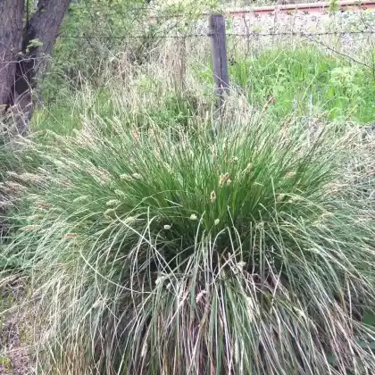 Foto von Rispen-Segge (Carex paniculata)