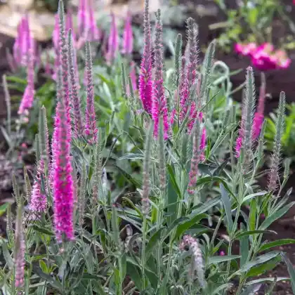 Foto von Steppensalbei 'BumbleBerry' (Salvia nemorosa 'BumbleBerry')