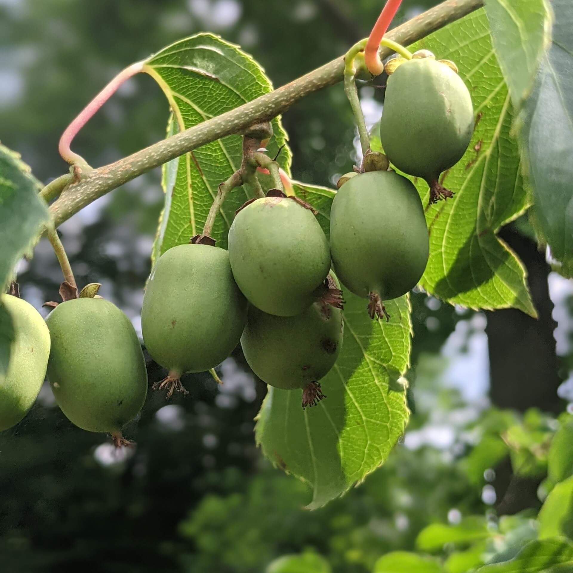 Scharfzähniger Strahlengriffel (Actinidia arguta)