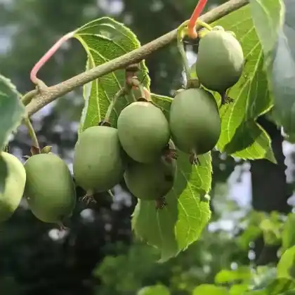 Foto von Scharfzähniger Strahlengriffel (Actinidia arguta)