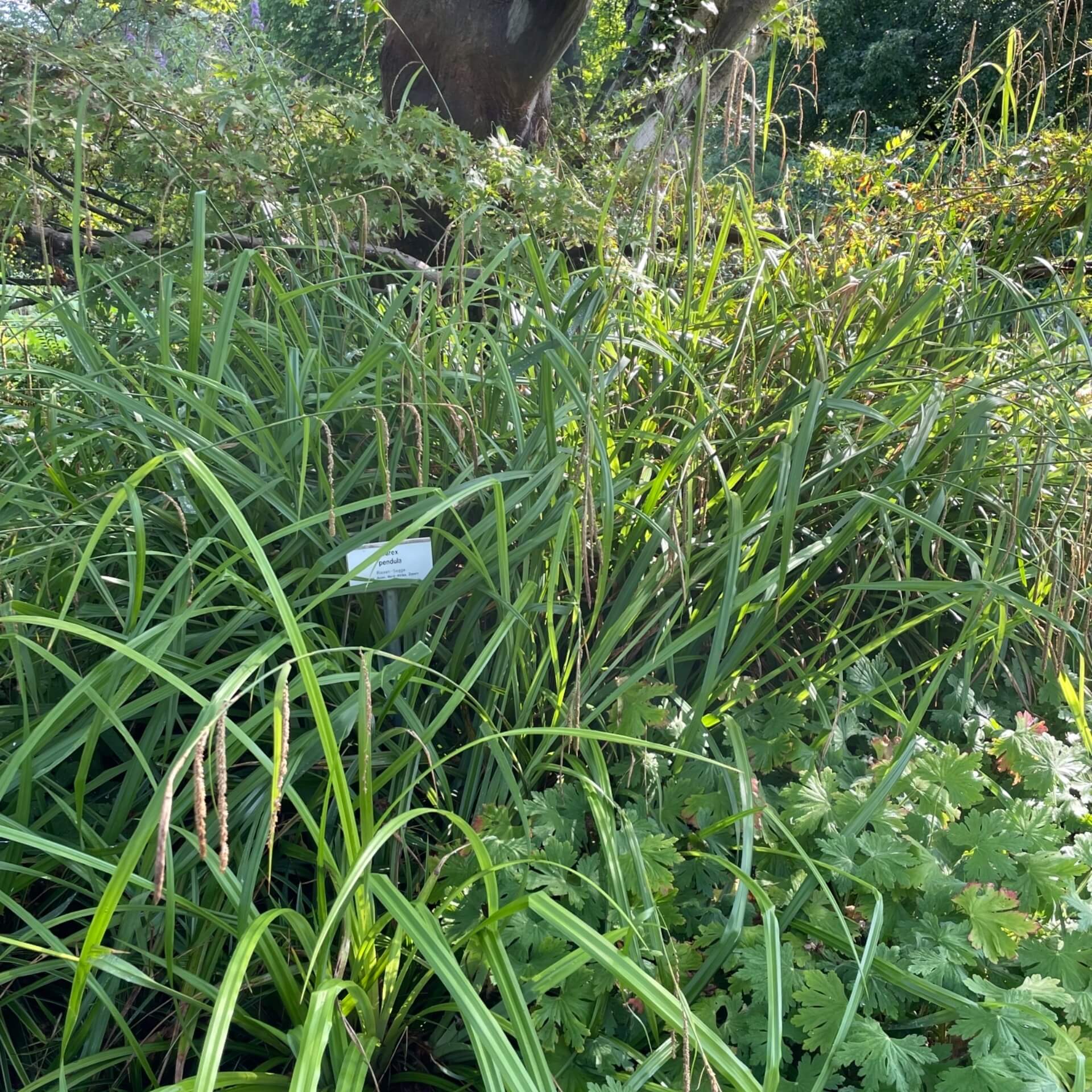 Hänge-Segge (Carex pendula)