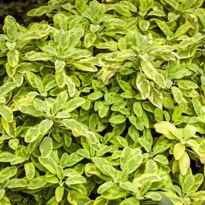 Foto von Echter Salbei 'Aurea' (Salvia officinalis 'Aurea')