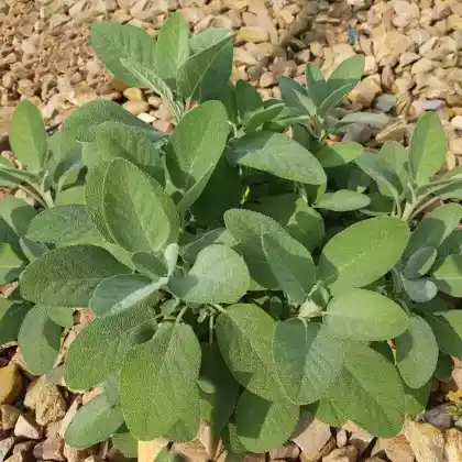 Foto von Echter Salbei 'Culinaria' (Salvia officinalis 'Culinaria')