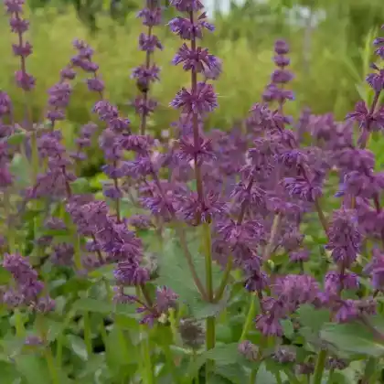 Foto von Quirlblütiger Salbei 'Endless Love' (Salvia verticillata 'Endless Love')