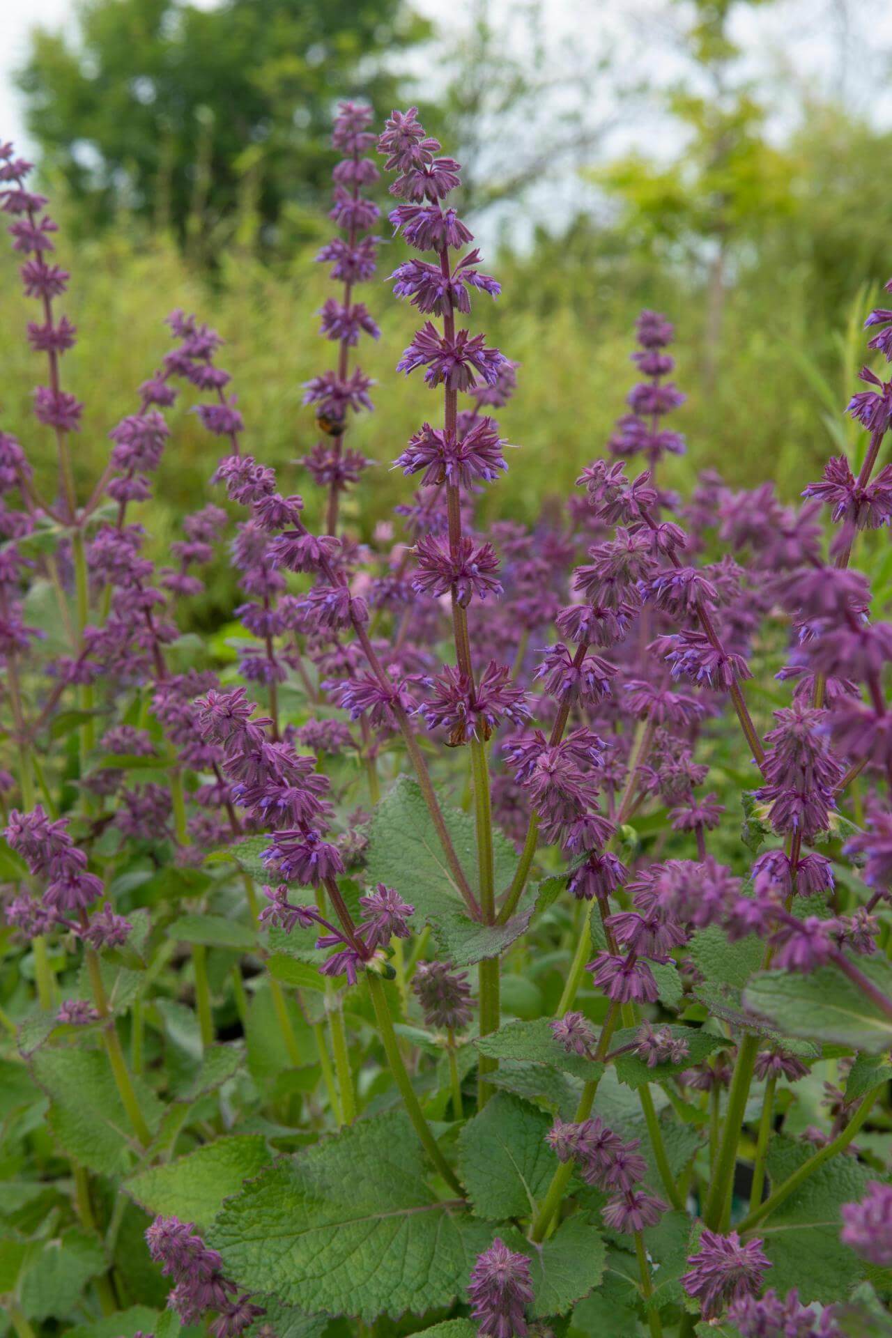 Quirlblütiger Salbei 'Endless Love' / Salvia verticillata 'Endless Love'