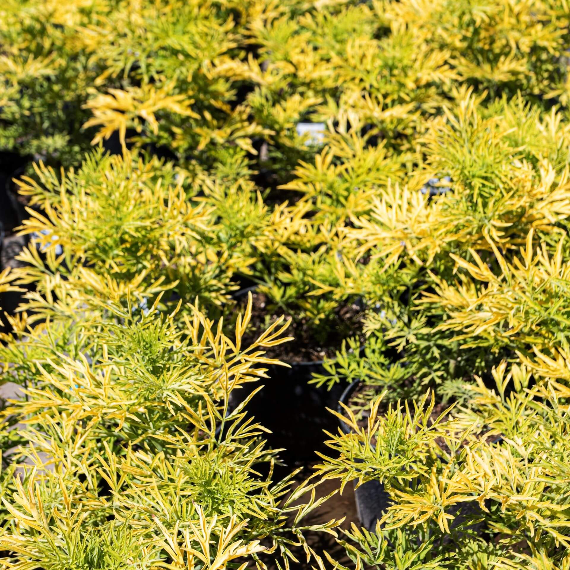 Schwarzer Holunder 'Golden Tower' (Sambucus nigra 'Golden Tower')